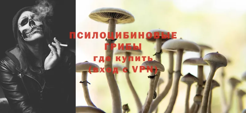 Галлюциногенные грибы Psilocybe  гидра ССЫЛКА  Жуков  купить закладку 